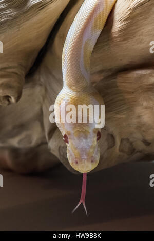 Albino Royal Python nel telaio centrale su un log con linguetta estesa Foto Stock