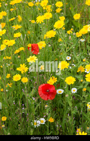 Comune di papaveri rossi, Papaver rhoeas, in piena fioritura, crescendo in un campo di mais Le calendule, crisantemo segetum. Lost Gardens of Heligan, Cornwall, Regno Unito Foto Stock