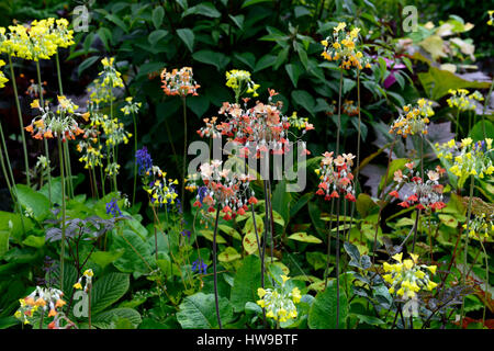 Primula Florindae, giant cowslip, primrose, primule, giallo, rosso, arancio, mix, misto, perenne, vegetali, piante, ombra, ombreggiata, ombreggiato, umidità lovin Foto Stock