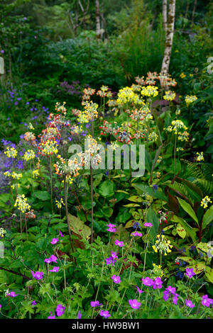 Primula Florindae, giant cowslip, primrose, primule, giallo, rosso, arancio, mix, misto, perenne, vegetali, piante, ombra, ombreggiata, ombreggiato, umidità lovin Foto Stock