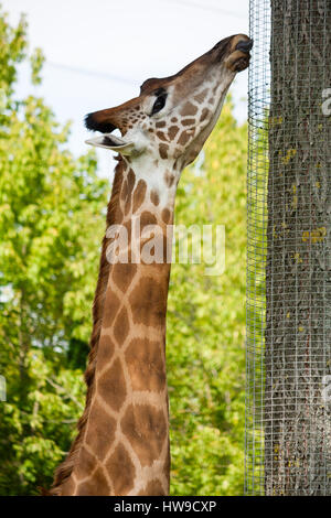 La giraffa leccare la griglia Foto Stock