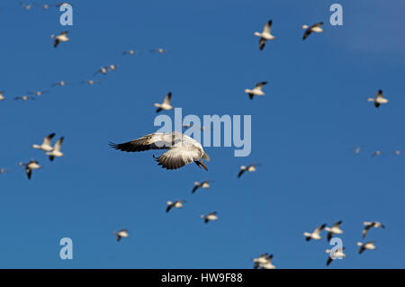 Le oche delle nevi in volo durante la migrazione a molla a Middle Creek Wildlife Management Area Foto Stock