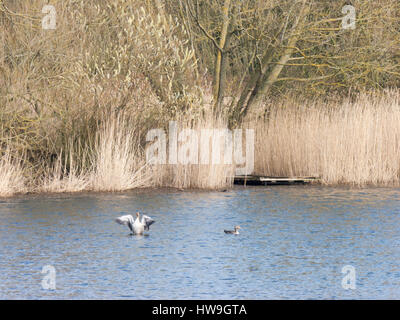 Alcune oche canadesi sulla seconda wivenhoe lago Foto Stock