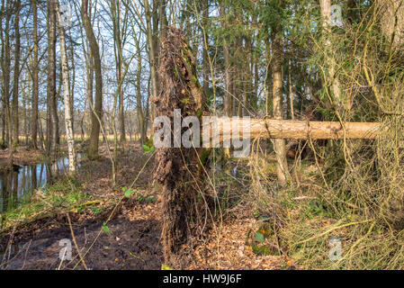 Albero caduto nella foresta Foto Stock