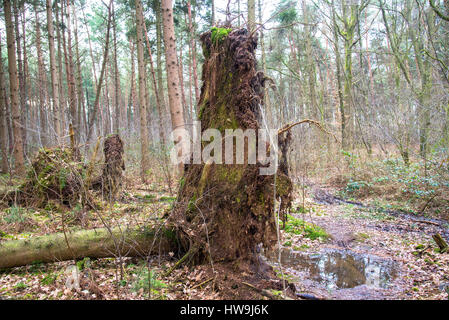 Albero caduto nella foresta Foto Stock