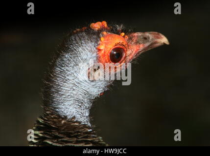 Ocellated femmina turchia (Meleagris ocellata), nativo di giungle del Messico Yucatán Penisola e Guatemala Foto Stock