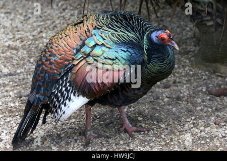 Ocellated maschio turchia (Meleagris ocellata), nativo di giungle del Messico Yucatán Penisola e Guatemala Foto Stock