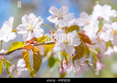 Vista ingrandita di un mazzetto di rosa sakura fiori su un giapponese in fiore ciliegio ramoscello contro sfocato sfondo multicolore. La gioia e la bellezza della molla Foto Stock