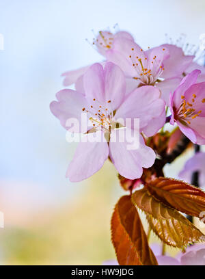 Vista ingrandita del cluster di piccole dimensioni di colore rosa sakura fiori su un giapponese in fiore ciliegio ramoscello contro sfocata giallo e blu il colore dello sfondo. Gioia e Foto Stock