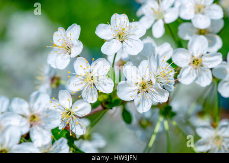 Bianco dei fiori di ciliegio in piena fioritura e fioritura. Primo piano. La gioia e la bellezza della stagione primaverile. Foto Stock