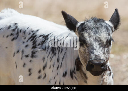 Una fotografia di una macchia di vitello del Parco in una fattoria in central western NSW, Australia. Si tratta di uno dei pochi bovini razze sviluppato in Canada e wa Foto Stock