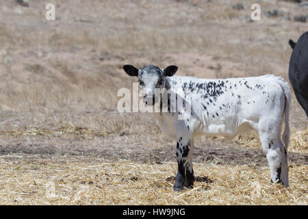 Una fotografia di una macchia di vitello del Parco in una fattoria in central western NSW, Australia. Si tratta di uno dei pochi bovini razze sviluppato in Canada e wa Foto Stock