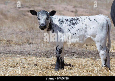 Una fotografia di una macchia di vitello del Parco in una fattoria in central western NSW, Australia. Si tratta di uno dei pochi bovini razze sviluppato in Canada e wa Foto Stock