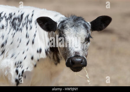 Una fotografia di una macchia di vitello del Parco in una fattoria in central western NSW, Australia. Si tratta di uno dei pochi bovini razze sviluppato in Canada e wa Foto Stock