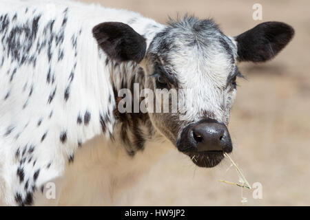 Una fotografia di una macchia di vitello del Parco in una fattoria in central western NSW, Australia. Si tratta di uno dei pochi bovini razze sviluppato in Canada e wa Foto Stock