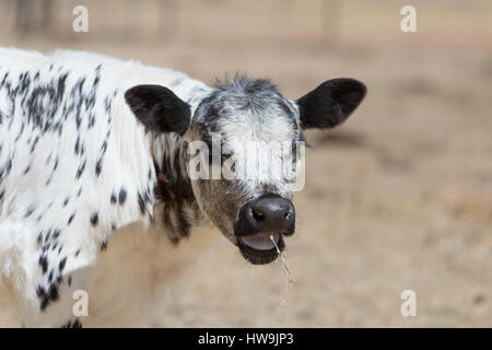 Una fotografia di una macchia di vitello del Parco in una fattoria in central western NSW, Australia. Si tratta di uno dei pochi bovini razze sviluppato in Canada e wa Foto Stock