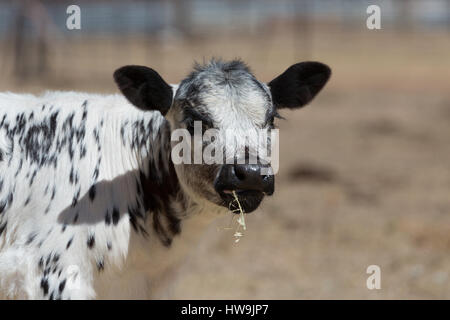 Una fotografia di una macchia di vitello del Parco in una fattoria in central western NSW, Australia. Si tratta di uno dei pochi bovini razze sviluppato in Canada e wa Foto Stock