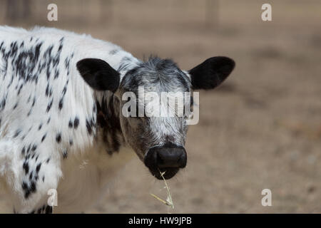 Una fotografia di una macchia di vitello del Parco in una fattoria in central western NSW, Australia. Si tratta di uno dei pochi bovini razze sviluppato in Canada e wa Foto Stock