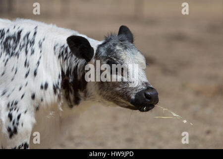 Una fotografia di una macchia di vitello del Parco in una fattoria in central western NSW, Australia. Si tratta di uno dei pochi bovini razze sviluppato in Canada e wa Foto Stock