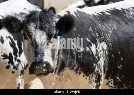 Una fotografia di un'imperfezione Park mucca in una fattoria nel centro di western NSW, Australia. Si tratta di uno dei pochi bovini razze sviluppato in Canada ed è stato Foto Stock