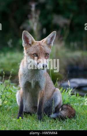 Suburban Red Fox (Vulpes vulpes) rilassante nel giardino suburbano, Hastings, East Sussex, Regno Unito Foto Stock