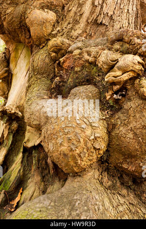 Nodose Burl sulla corteccia di un albero antico Foto Stock
