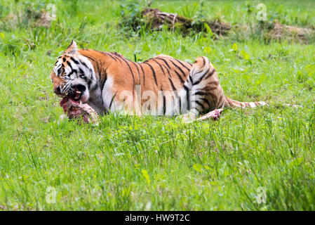 Chiudere orizzontale di una tigre del Bengala. Foto Stock