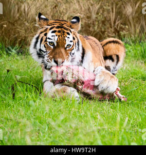 Piazza vicino di una tigre del Bengala. Foto Stock