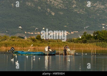 Francia, Haute Corse, lo stagno di Biguglia (Stagnu di Chiurlinu), la riserva naturale della Corsica (RNC), pescatori sollevando le reti impostato su picchetti di ontano Foto Stock