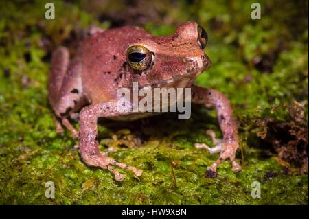 Francia, Guyana Guyana Francese Parco amazzonico, area cardiaca, Mount Itoupe, durante la stagione delle piogge, rana (Pristimantis gutturalis) sulla fossa di schiuma Foto Stock