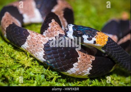 Francia, Guyana Guyana Francese Parco amazzonico, area cardiaca, Mount Itoupe, stagione piovosa snake (Dipsas catesbyi) su una fossa di schiuma Foto Stock