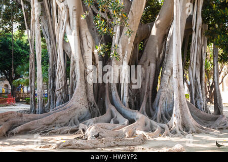 PALERMO, Italia - 24 giugno 2011: tronco di albero più antica nella città di Palermo nel giardino urbano giardino Garibaldi di Piazza Marina è Palermo. Si tratta di ficus Macrì Foto Stock