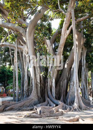 PALERMO, Italia - 24 giugno 2011: più antico albero nella città di Palermo nel giardino urbano giardino Garibaldi di Piazza Marina è Palermo. Si tratta di ficus macrophylla t Foto Stock