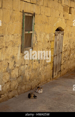 Due gatti sdraiato in un vicolo a Fontana, Gozo, Malta Foto Stock