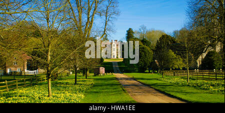 Il vialetto in primavera con un tappeto di narcisi. Chawton House è un grado ll* elencati Elizabethan Manor House nel villaggio di Chawton in Hampsh Foto Stock