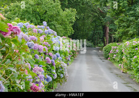 Hydrangea macrophylla confinante con una strada Foto Stock