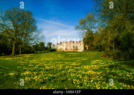 Primavera nel giardino di casa Chawton con un tappeto di narcisi. Il grande albero sulla sinistra è una noce nero - molto rari! Chawton House è un Foto Stock