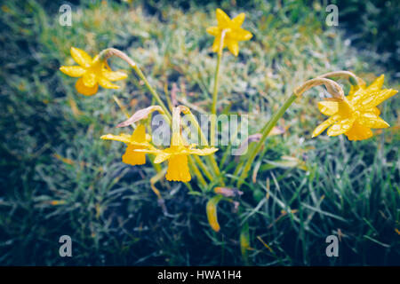 La molla Daffodil fiori In Rugiada del mattino, vista dall'alto Foto Stock