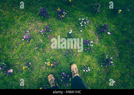 Camminare sul prato verde pieno di freschi Fiori di Primavera, prima persona POV Foto Stock