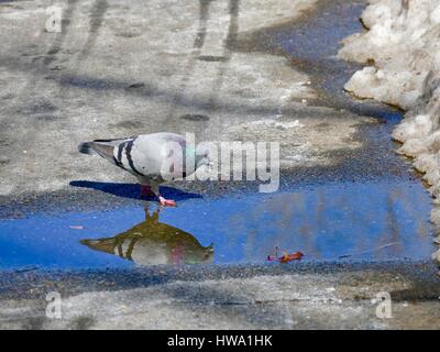 La riflessione di un piccioni selvatici (Columba livia domestica) nella pozza di neve. New York, New York, Stati Uniti d'America Foto Stock