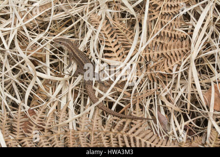 Lucertola comune (Zootoca vivipara) crogiolarsi in dry bracken nel Surrey brughiera Foto Stock