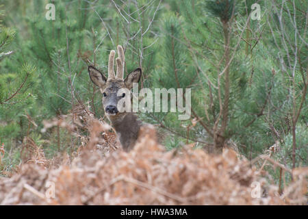 Il Roe Deer buck (Capreolus capreolus) fa capolino da dietro bracken a Witley comune, Surrey, Regno Unito Foto Stock