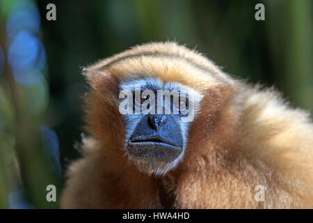 India, Tripura Stato, Gumti Wildlife Sanctuary, Western hoolock gibbon (Hoolock hoolock), femmina adulta Foto Stock