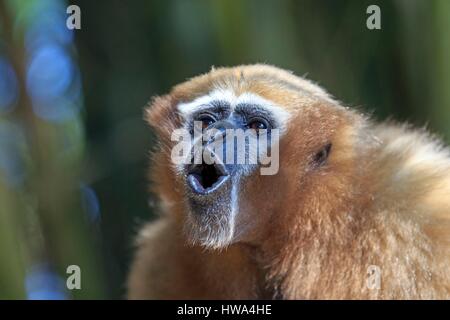 India, Tripura Stato, Gumti Wildlife Sanctuary, Western hoolock gibbon (Hoolock hoolock), femmina adulta ululati Foto Stock