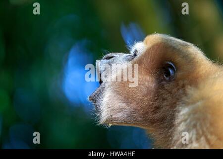 India, Tripura Stato, Gumti Wildlife Sanctuary, Western hoolock gibbon (Hoolock hoolock), femmina adulta ululati Foto Stock