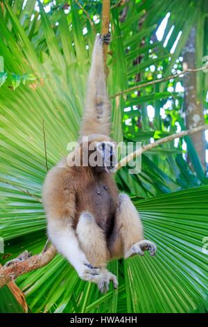 India, Tripura Stato, Gumti Wildlife Sanctuary, Western hoolock gibbon (Hoolock hoolock), femmina adulta Foto Stock