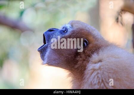 India, Tripura Stato, Gumti Wildlife Sanctuary, Western hoolock gibbon (Hoolock hoolock), femmina adulta Foto Stock