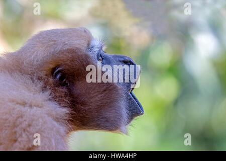 India, Tripura Stato, Gumti Wildlife Sanctuary, Western hoolock gibbon (Hoolock hoolock), femmina adulta ululati Foto Stock