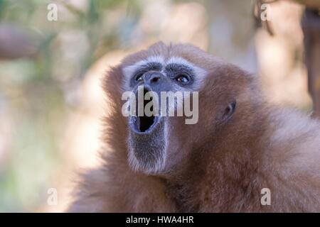 India, Tripura Stato, Gumti Wildlife Sanctuary, Western hoolock gibbon (Hoolock hoolock), femmina adulta ululati Foto Stock