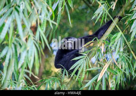 India, Tripura Stato, Gumti Wildlife Sanctuary, Western hoolock gibbon (Hoolock hoolock), maschio adulto Foto Stock